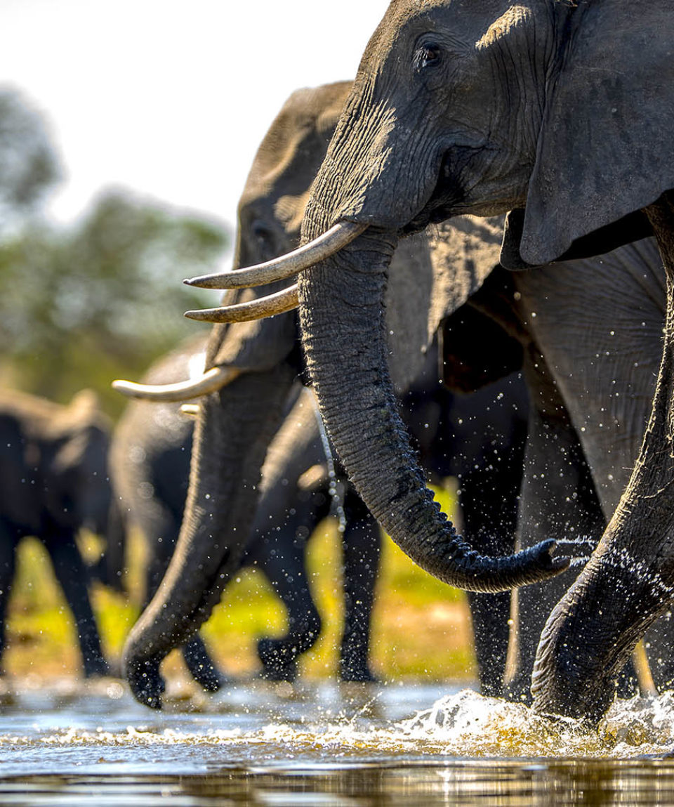 Beautiful shot of elephants drinking water