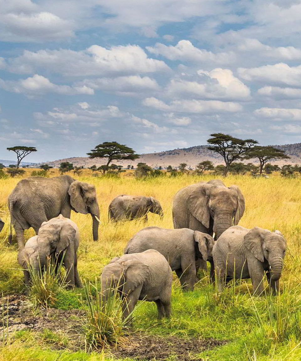 nyerere-national-park-banner